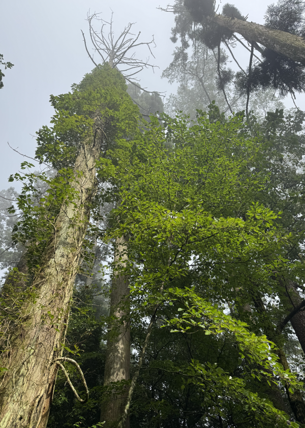 金牛股 记者手记：万物有灵且美